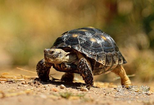 ����Ϊʲô������һֻ �ڹ������˻���Թ����