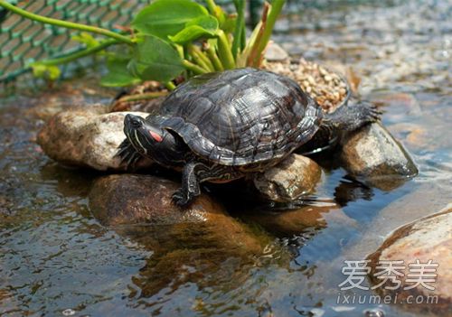 ����Ϊʲô������һֻ �ڹ������˻���Թ����