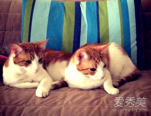 女生养猫为什么不好 女人家里养猫风水好不好