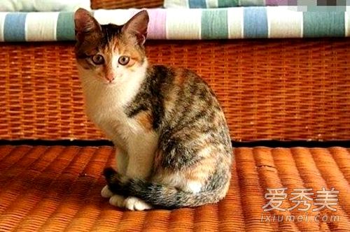 Ů����èΪʲô���� Ů�˼�����è��ˮ�ò���