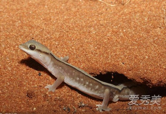 �ڻ��ж��� �ڻ���ҧ����