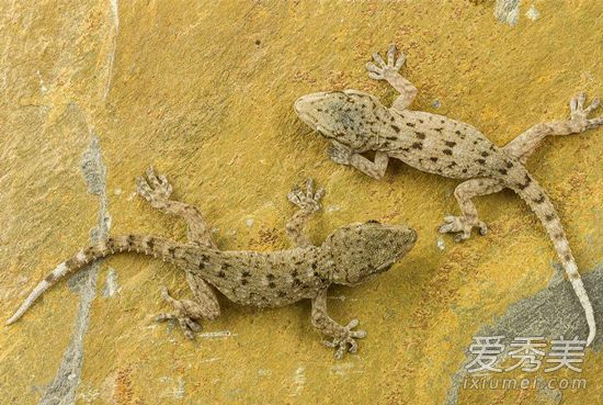 �ڻ��ж��� �ڻ���ҧ����