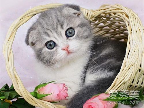 养狗旺财还是养猫旺财 家里养猫对财运好不好