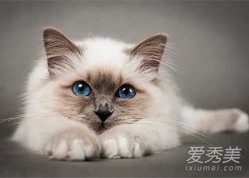 养狗旺财还是养猫旺财 家里养猫对财运好不好