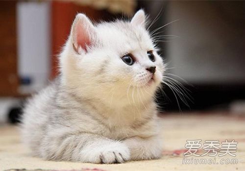 养狗旺财还是养猫旺财 家里养猫对财运好不好