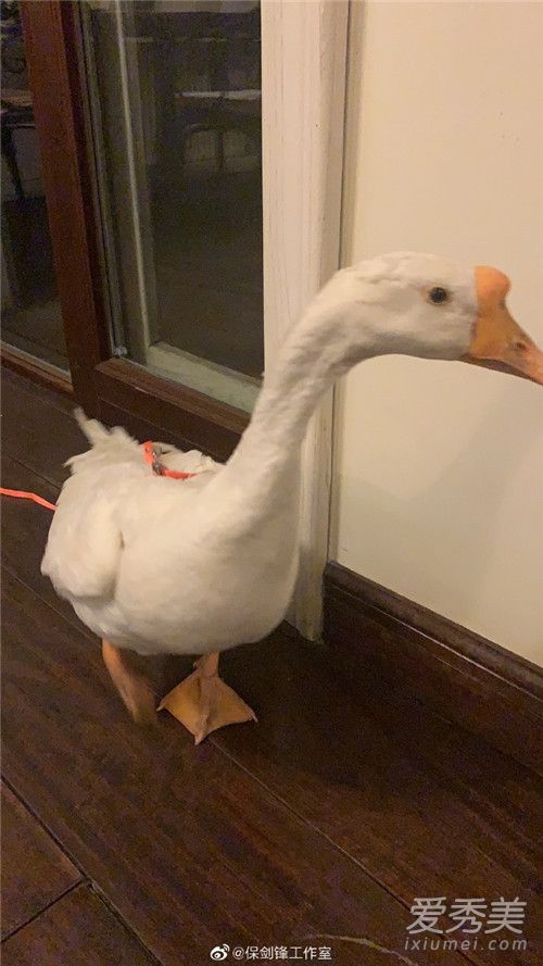 保剑锋被粉丝送鹅 保剑锋为什么被粉丝送鹅