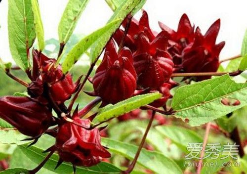 ����k����ô���� ����k�ݾ�Ů�˺ȵĹ�Ч