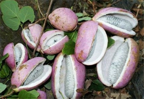 ���¹ϵ����ܳԲ� ���¹���ô�Է�