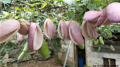 ���¹ϵ����ܳԲ� ���¹���ô�Է�