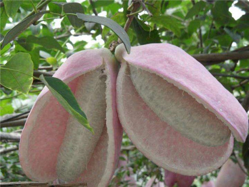 ���¹ϵ����ܳԲ� ���¹���ô�Է�