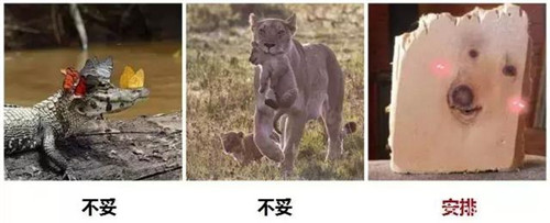 什么头像可以带来好运 微信用什么头像招财好运
