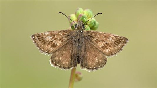 �ɶ�ɽ�����Ԥʾʲô �ɶ�ɵ��������������?