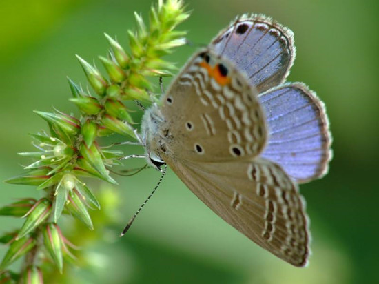 飞蛾飞进家里预示什么 飞蛾飞到家里代表吉凶吗?