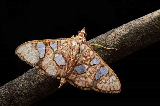 飞蛾飞进家里预示什么 飞蛾飞到家里代表吉凶吗?