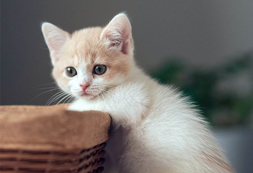 女人养猫有忌讳吗 女人养猫有什么说法