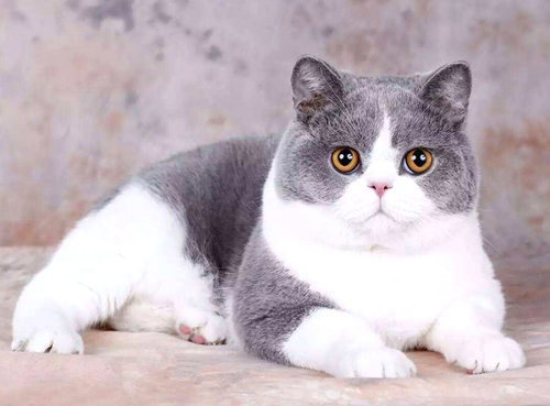 女人养猫有忌讳吗 女人养猫有什么说法