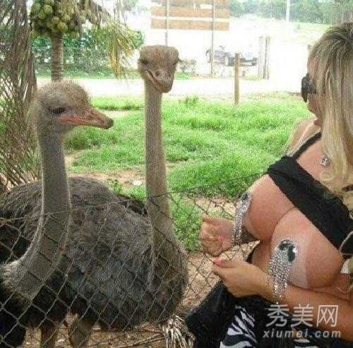 巴西波霸模特露双乳喂食小牛犊
