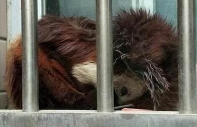 ��˾����������è����ô���� ��è��ʲô��