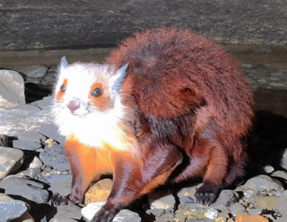 ��˾����������è����ô���� ��è��ʲô��������