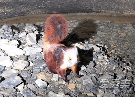 ��˾����������è����ô���� ��è��ʲô��������