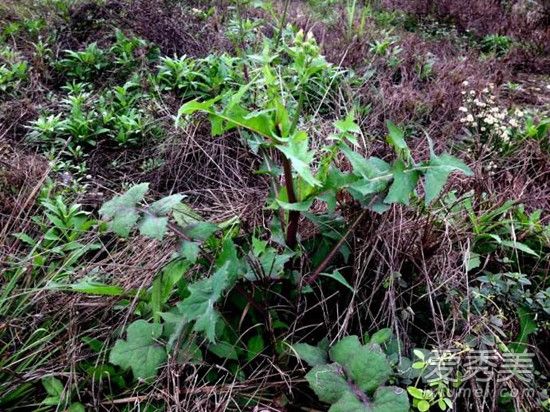 �ѹ�Ӣ�ĸ���ʲô��Ч �ѹ�Ӣ�ĸ���Ч����