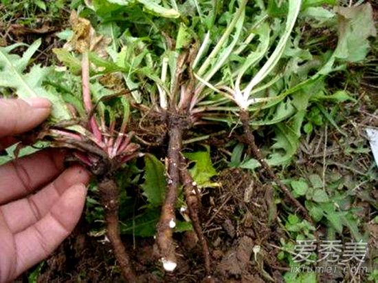 �ѹ�Ӣ�ĸ���ʲô��Ч �ѹ�Ӣ�ĸ���Ч������