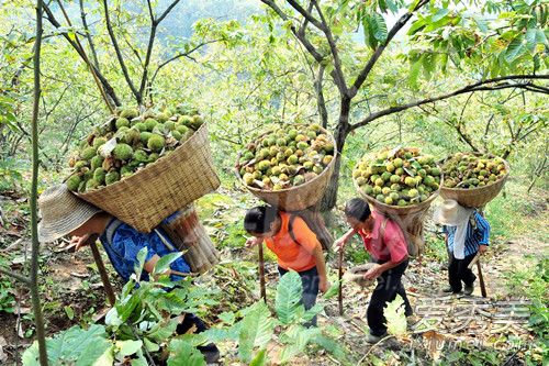 �������Ժû�����Ժ� ����ʳ��ע������ �����ĳԷ�����Щ