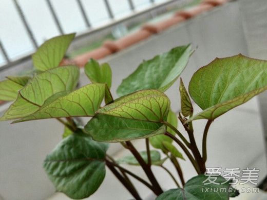 �����ʲôֲ���Ҷ�� ��ⳤʲô��