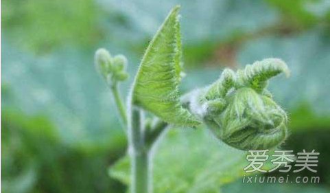 �Ϲ���Ҷ�ӿ��Գ��� �Ϲ�Ҷ�Ĺ�Ч������