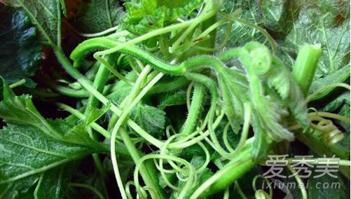 �Ϲ���Ҷ�ӿ��Գ��� �Ϲ�Ҷ�Ĺ�Ч������