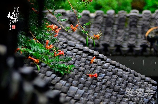 ÷��Ϊʲô��÷�� ÷������÷������÷