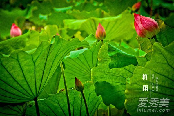 ÷��Ϊʲô��÷�� ÷������÷������÷