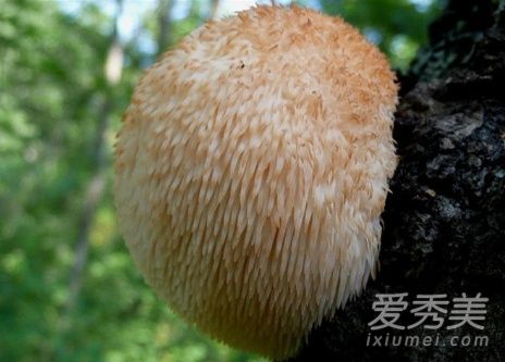 猴头菇不能和什么一起吃 猴头菇什么人不能吃