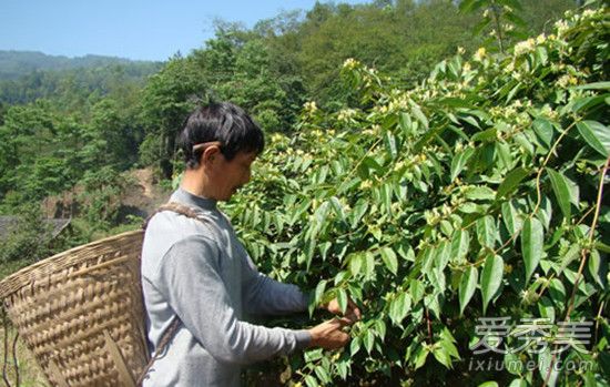 新鲜金银花怎样晒干不变黑 金银花采摘后是直接晒干还是洗后晒干