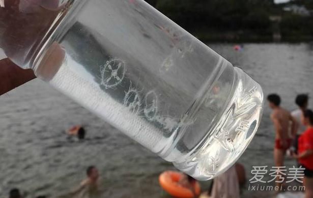桃花水母多少钱一只2017 桃花水母的图片