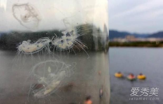 桃花水母多少钱一只2017 桃花水母的图片