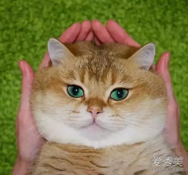 ��è���л���԰è�� ��è��ʲôƷ��