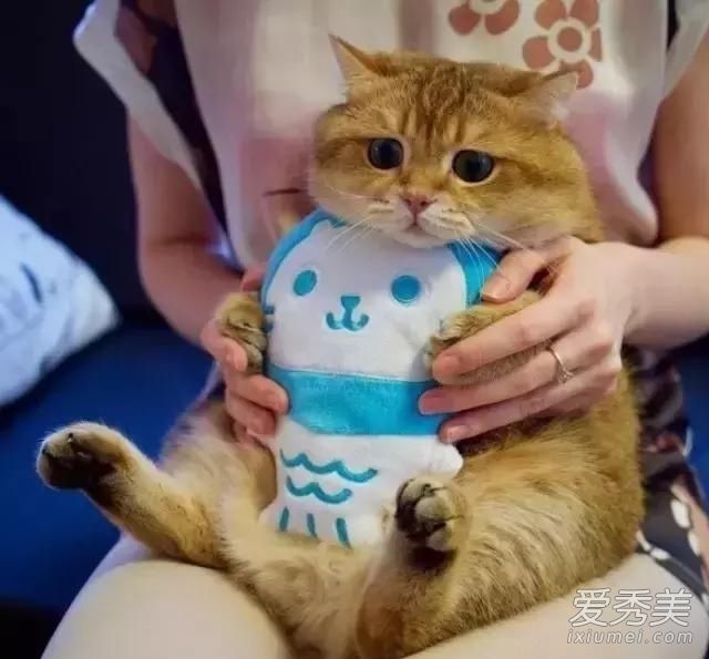 ��è���л���԰è�� ��è��ʲôƷ��