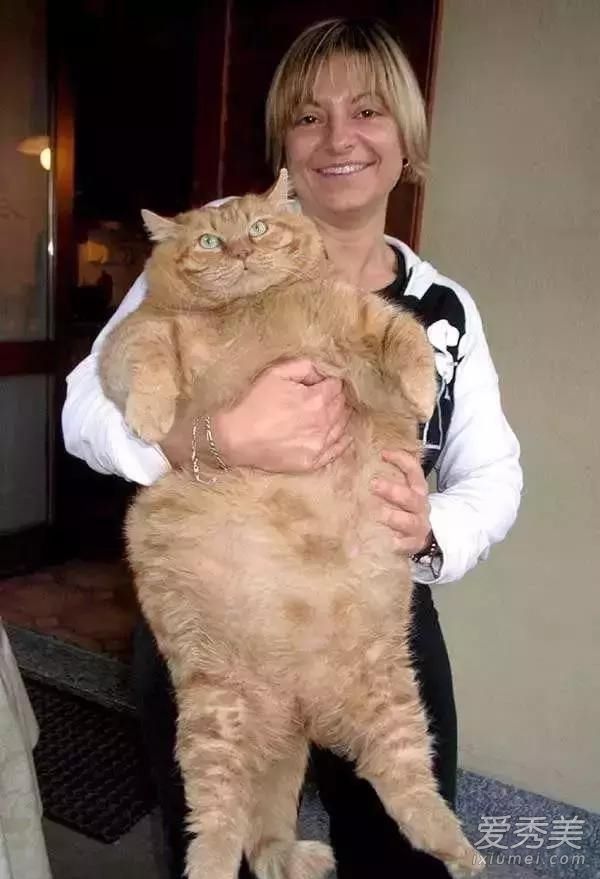 ��è���л���԰è�� ��è��ʲôƷ��