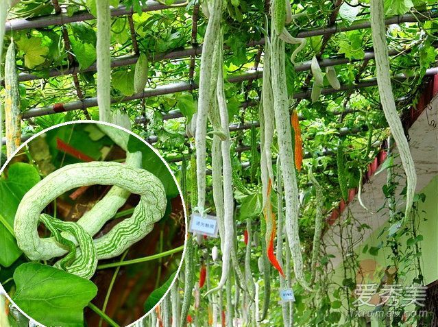 �߹���ô��Ҫ��Ƥ�� �߹ϵĹ�Ч������