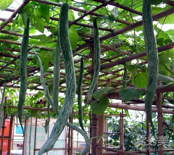 �߹���ô��Ҫ��Ƥ�� �߹ϵĹ�Ч������