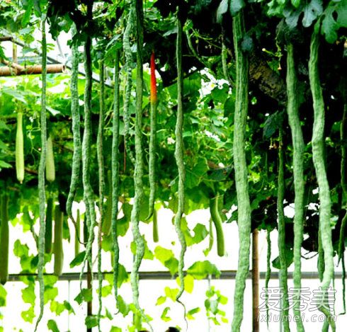 �߹���ô��Ҫ��Ƥ�� �߹ϵĹ�Ч������