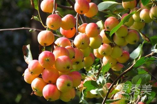 ɳ���ͺ��Ĺ������� ɳ���ͺ��Ĺ��ĸ�����Ӫ��