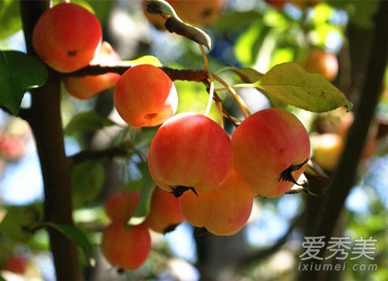 海棠果是小苹果吗 海棠果和苹果有什么区别