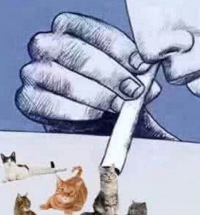 ��è��ʲô�� ��è��ʲô��˼