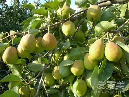 香梨孕妇可以吃吗 孕妇吃香梨有什么好处