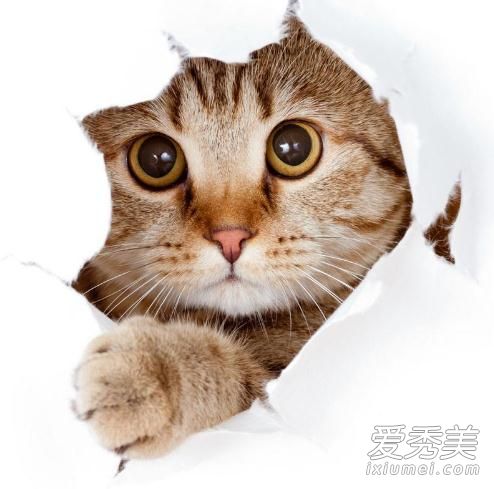 �����è����ʲôԤ�� �����è����ʲô��ˮ