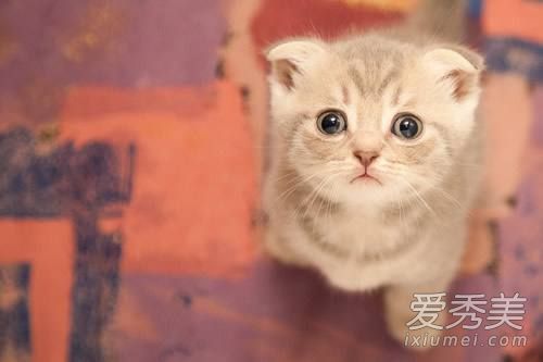 �����è����ʲôԤ�� �����è����ʲô��ˮ