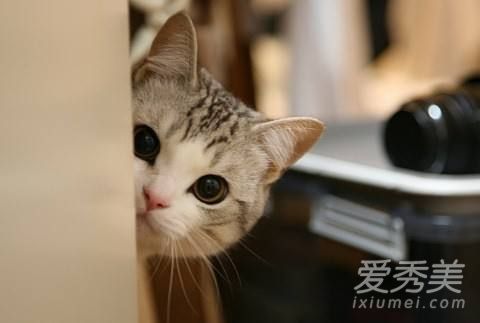 �����è����ʲôԤ�� �����è����ʲô��ˮ