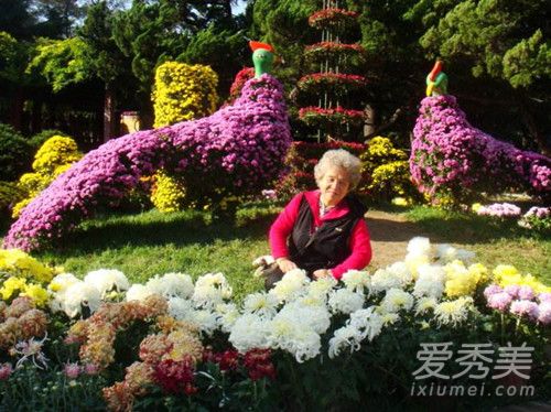 重阳节的歌曲有哪些 重阳节赏什么花 重阳节为什么要赏菊